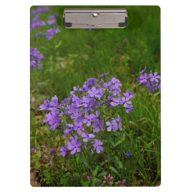 Wild Blue Phlox Clipboard (Front)