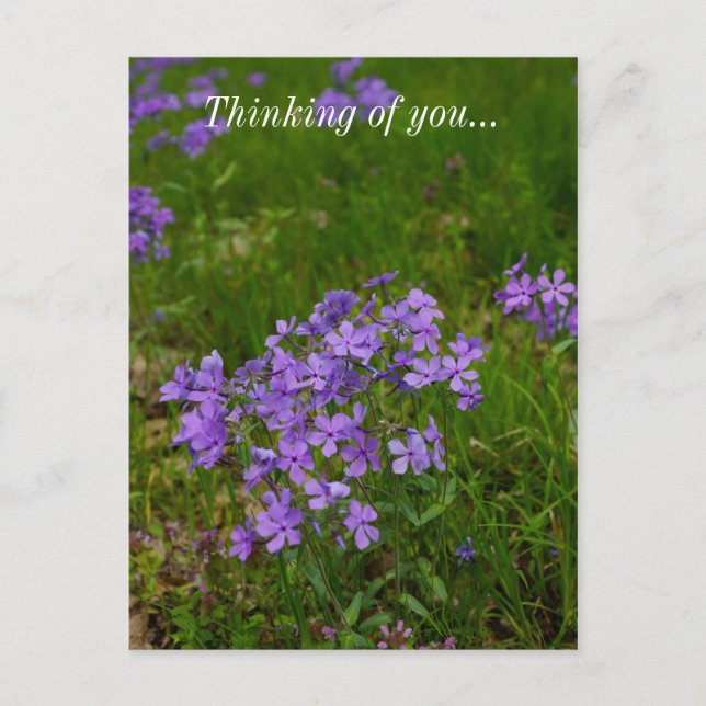 Wild Blue Phlox Thinking Of You Postcard (Front)