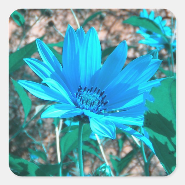 Wild Blue Sunflower Stickers (Front)