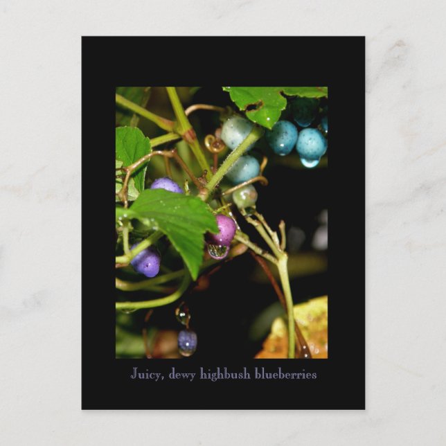 Wild Blueberries Postcard (Front)