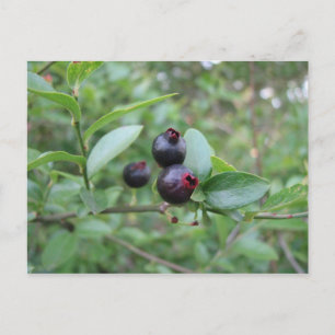 Wild Blueberry Fruit Postcard