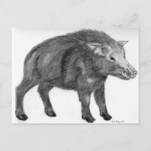 Wild Boar, Defensive Stance Postcard