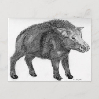 Wild Boar, Defensive Stance Postcard