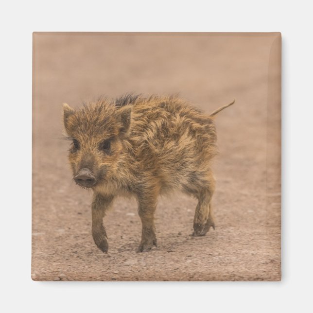Wild Boar Piglet Magnet (Front)