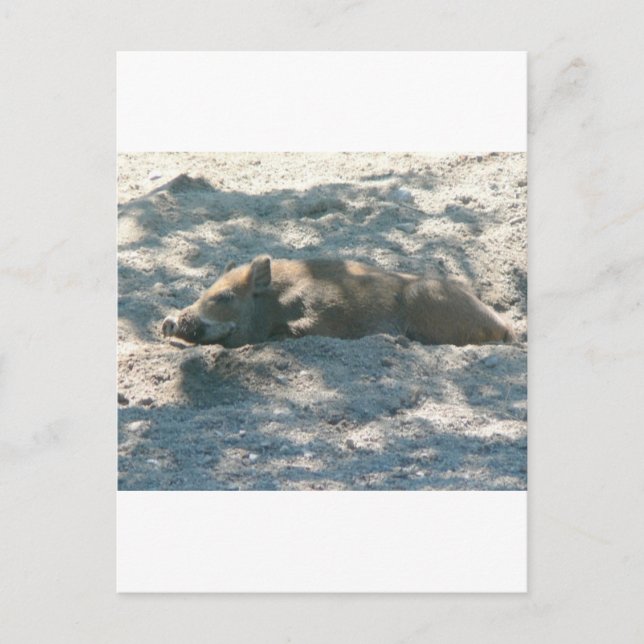 Wild Boar Piglet Postcard (Front)