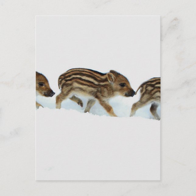 Wild Boar Piglets In The Snow, Germany Postcard (Front)