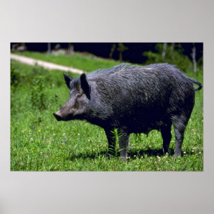 Wild Boar Poster