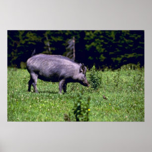 Wild Boar Poster