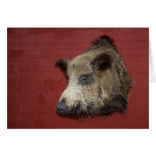 Wild Boar Trophy
