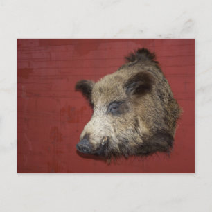Wild Boar Trophy Postcard