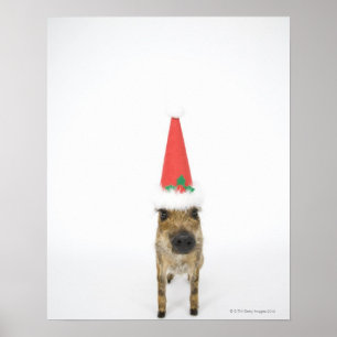 Wild boar with Christmas hat Poster
