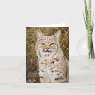 Wild Bobcat Card