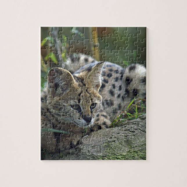 Wild Bobcat Jigsaw Puzzle (Vertical)