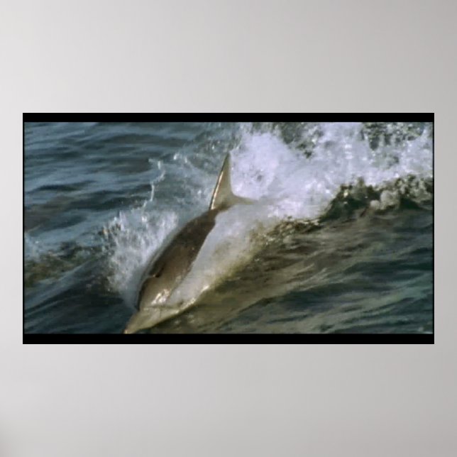 Wild Bottlenose Dolphin poster (Front)