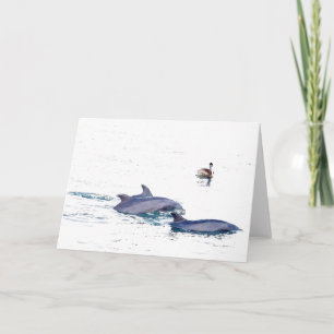 Wild Bottlenose Dolphins Card
