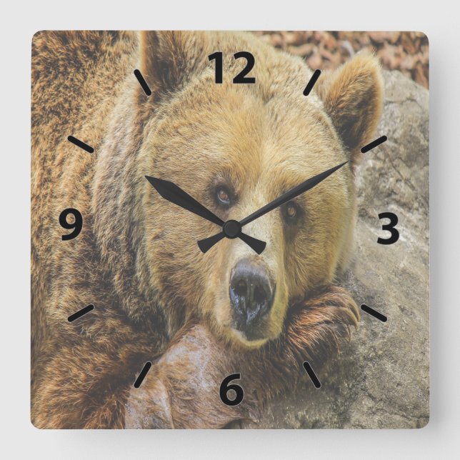 Wild Brown Bear Square Wall Clock (Front)