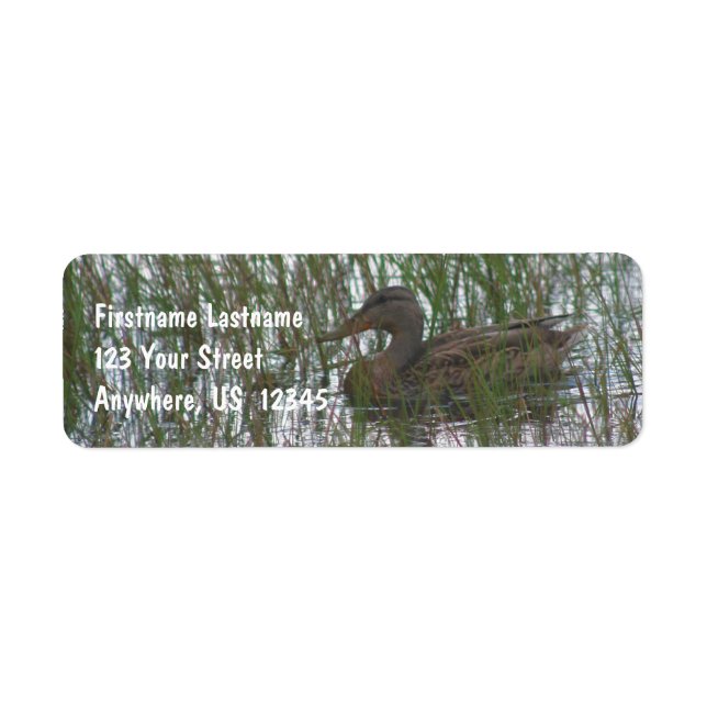 Wild Brown Duck In Pond Nature Address (Front)