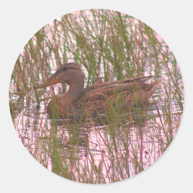 Wild Brown Duck Nature  Classic Round Sticker (Front)