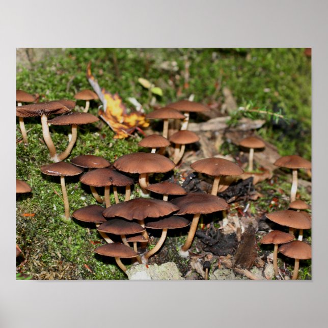 Wild Brown Mushroom Cluster Nature Poster (Front)