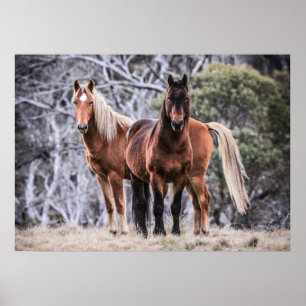 Wild brumbies poster