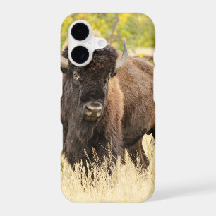 Wild Buffalo in a Field