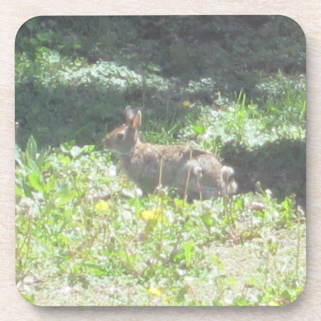 Wild Bunny Coasters - Set of 6 (Front)