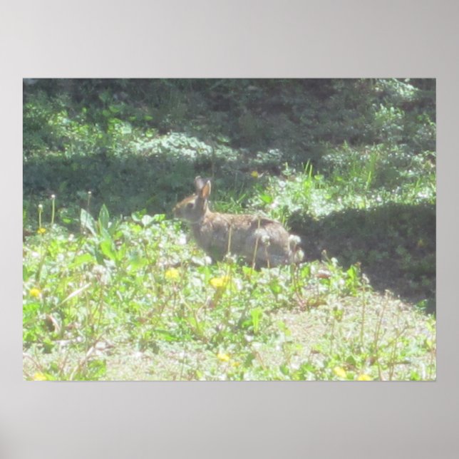 Wild Bunny Poster (Front)