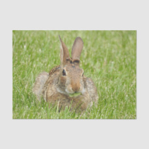 Wild Bunny Rabbit Eating Grass  Tissue Paper