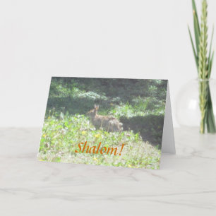 Wild Bunny "Shalom!" Jewish Greeting Card