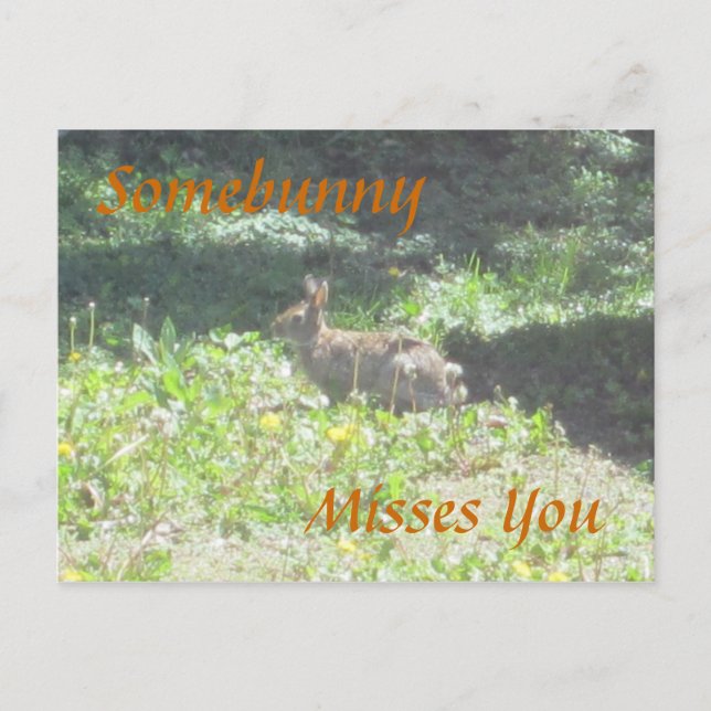 Wild Bunny "Somebunny Misses You" Postcard (Front)