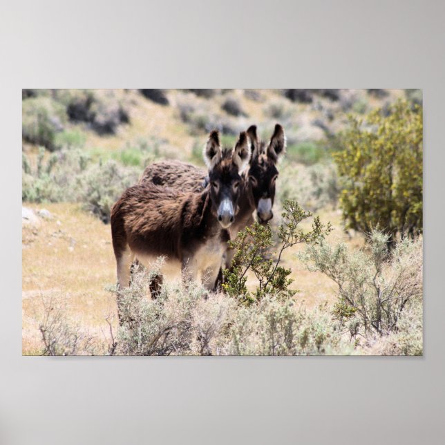 Wild Burro Couple in Central Nevada Poster (Front)