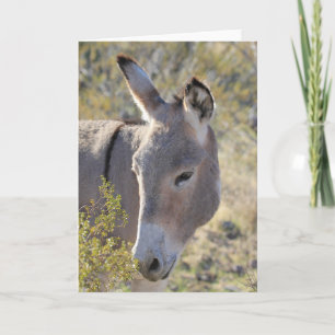 Wild Burros Greeting Card