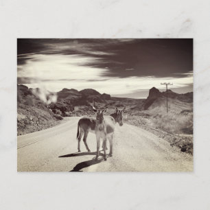 Wild Burros in California Postcard