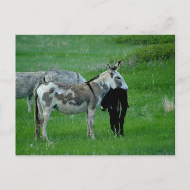 Wild Burros South Dakota Carte postale (Devant)