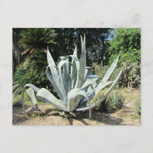 Wild Cactus Postcard
