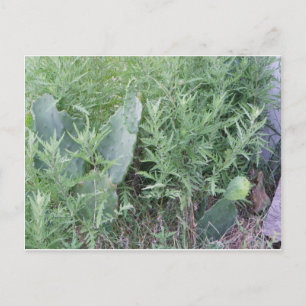 Wild Cactus South Texas Postcard