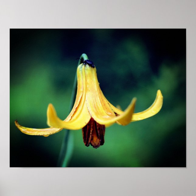 Wild Canada Lily With Firefly Insect  Poster (Front)