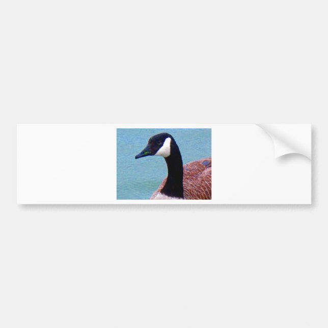 Wild Canadian Goose Bumper Sticker (Front)