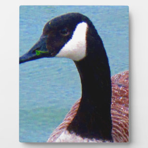 Wild Canadian Goose Plaque
