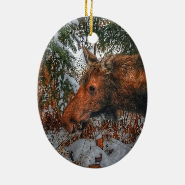 Wild Canadian Moose Grazing in Winter Forest Ceramic Ornament (Back)