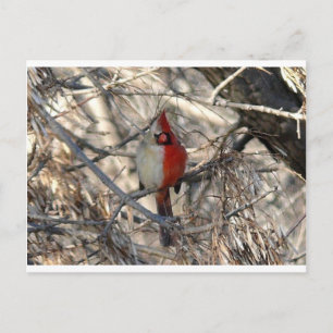 Wild Cardinal Bird Half Male, Half Female Postcard