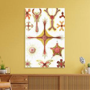 Wild Chamomile by Ernst Haeckel, Vintage Nature Canvas Print