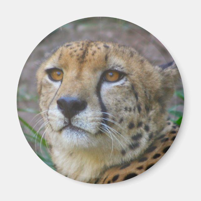 Wild Cheetah Magnet (Front)