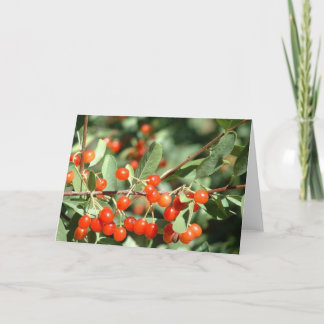 Wild cherries 1 card