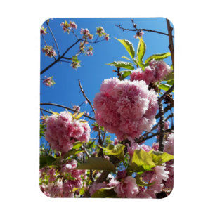 Wild Cherry pink Blossom Tree Magnet