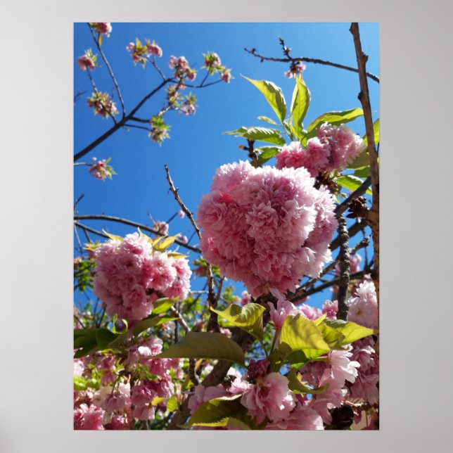 Wild Cherry pink Blossom Tree Poster (Front)