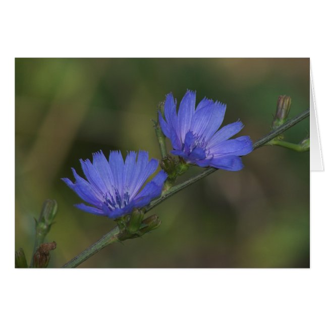 Wild Chicory (Front Horizontal)
