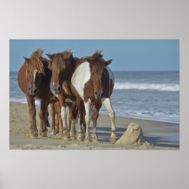 Wild Chincoteague Ponies, Assateague Island Beach Poster (Front)
