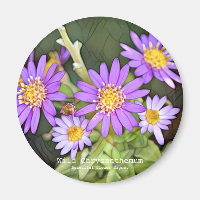 Wild Chrysanthemum Magnet (Front)