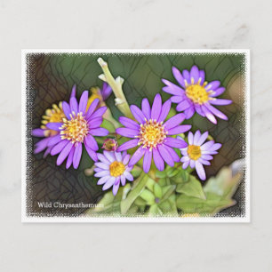 Wild Chrysanthemum Postcard